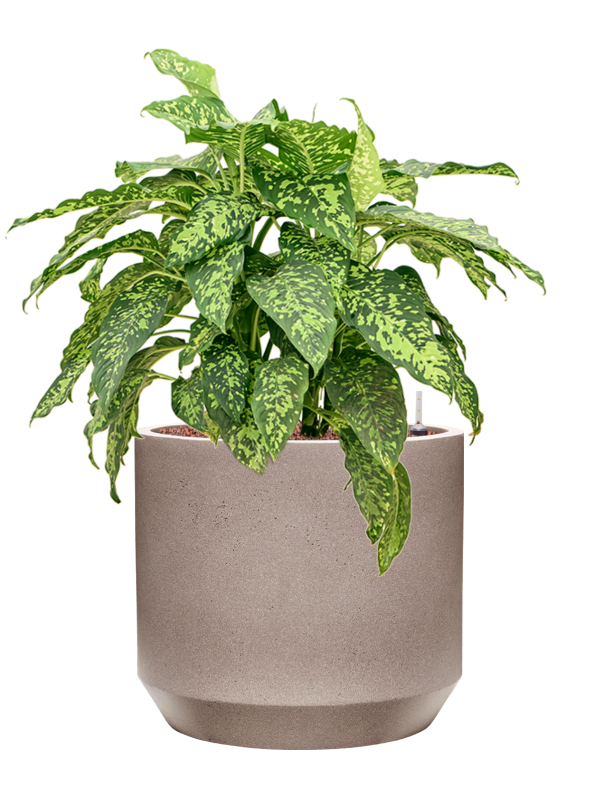 Dieffenbachia 'Spotty' in Rotunda Urban Office Plant With Pot 74cm Height 30cm Dia