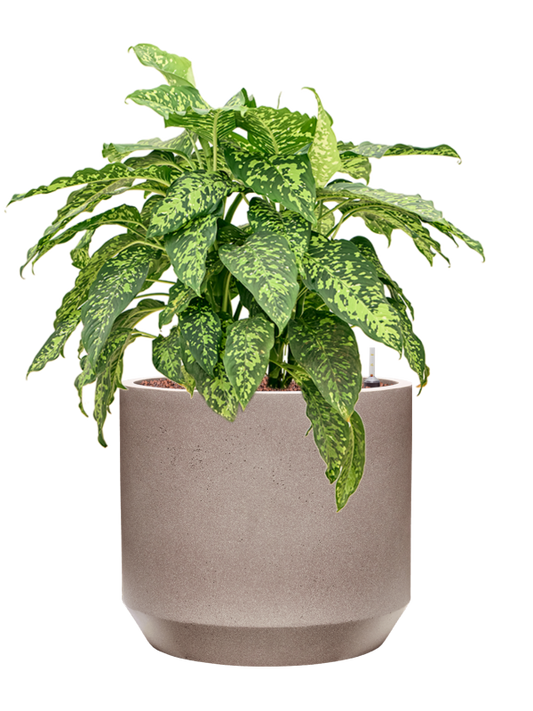 Dieffenbachia 'Spotty' in Rotunda Urban Office Plant With Pot 74cm Height 30cm Dia