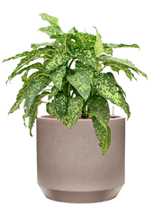 Dieffenbachia 'Spotty' in Rotunda Urban Office Plant With Pot 74cm Height 30cm Dia