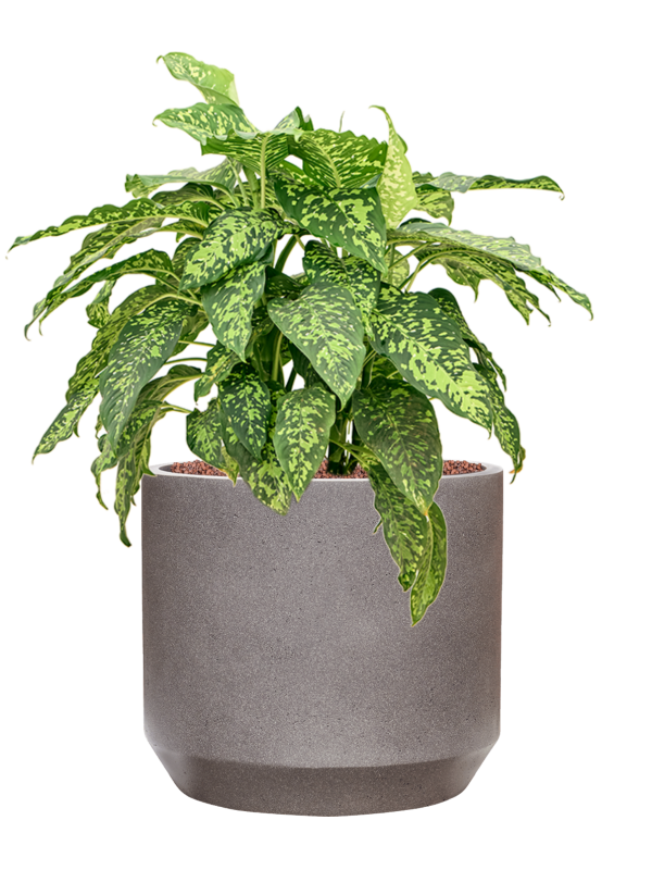 Dieffenbachia 'Spotty' in Rotunda Urban Office Plant With Pot 74cm Height 30cm Dia