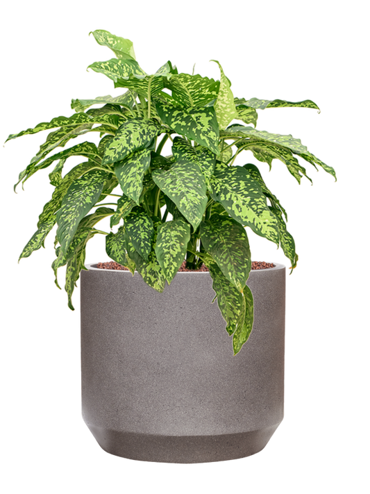 Dieffenbachia 'Spotty' in Rotunda Urban Office Plant With Pot 74cm Height 30cm Dia