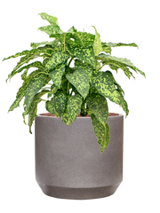 Dieffenbachia 'Spotty' in Rotunda Urban Office Plant With Pot 74cm Height 30cm Dia