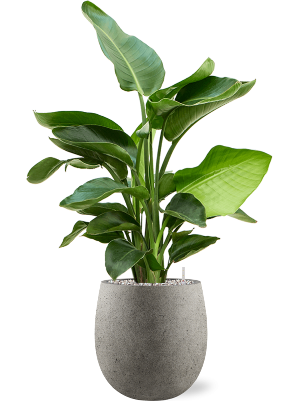 Strelitzia nicolai (60-90) in Grigio Office Plant With Pot 99cm Height 21.5cm Dia