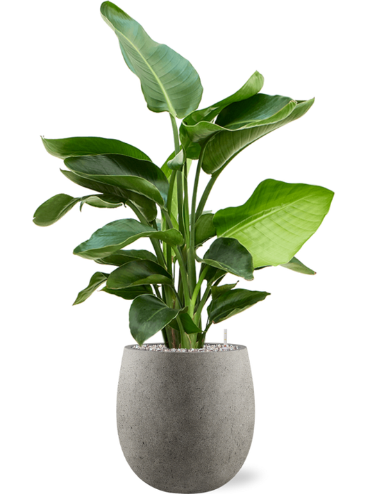 Strelitzia nicolai (60-90) in Grigio Office Plant With Pot 99cm Height 21.5cm Dia