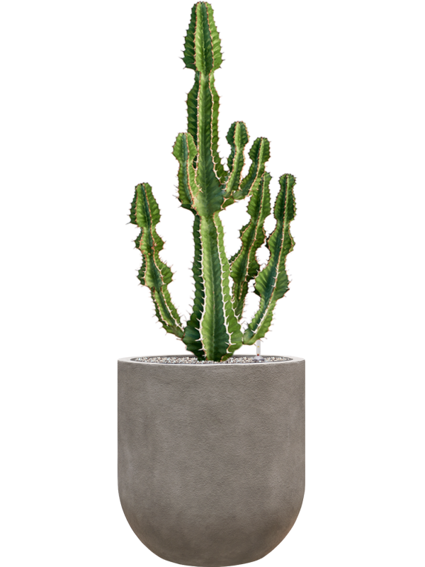 Euphorbia cooperi 'Blue' in Baq Nucast Office Plant With Pot 134cm Height 38cm Dia