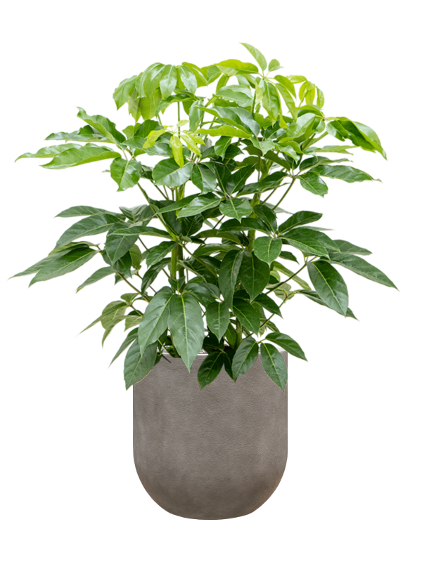 Schefflera actinophylla 'Amate' in Baq Nucast Office Plant With Pot 137cm Height 38cm Dia