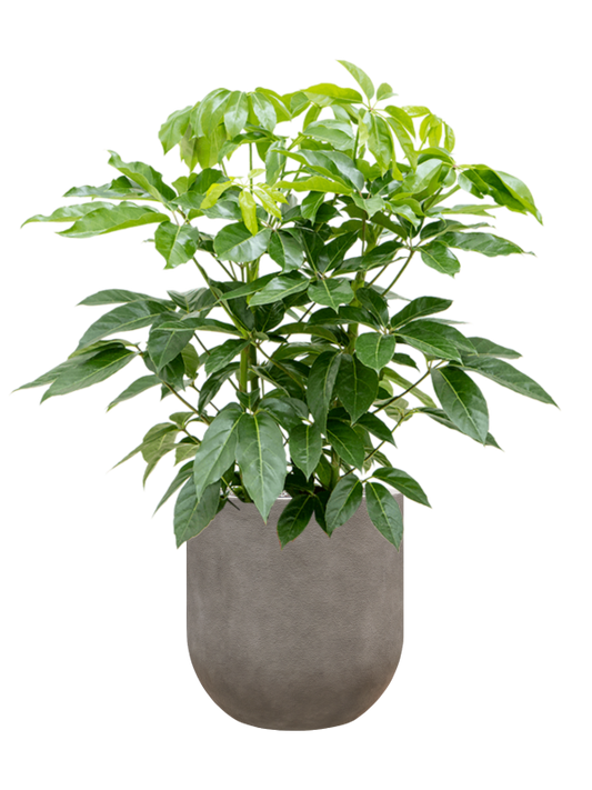 Schefflera actinophylla 'Amate' in Baq Nucast Office Plant With Pot 137cm Height 38cm Dia