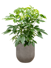 Schefflera actinophylla 'Amate' in Baq Nucast Office Plant With Pot 137cm Height 38cm Dia