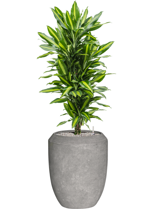 Dracaena fragrans 'Cintho' in Baq Polystone Coated Plain Office Plant With Pot 145cm Height 30cm Dia