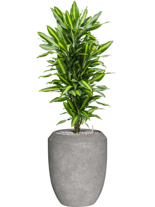 Dracaena fragrans 'Cintho' in Baq Polystone Coated Plain Office Plant With Pot 145cm Height 30cm Dia