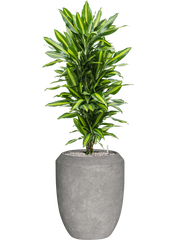 Dracaena fragrans 'Cintho' in Baq Polystone Coated Plain Office Plant With Pot 145cm Height 30cm Dia