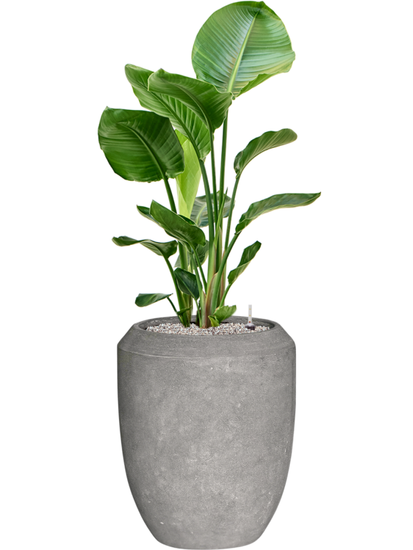 Strelitzia nicolai in Baq Polystone Coated Plain Office Plant With Pot 128cm Height 30cm Dia