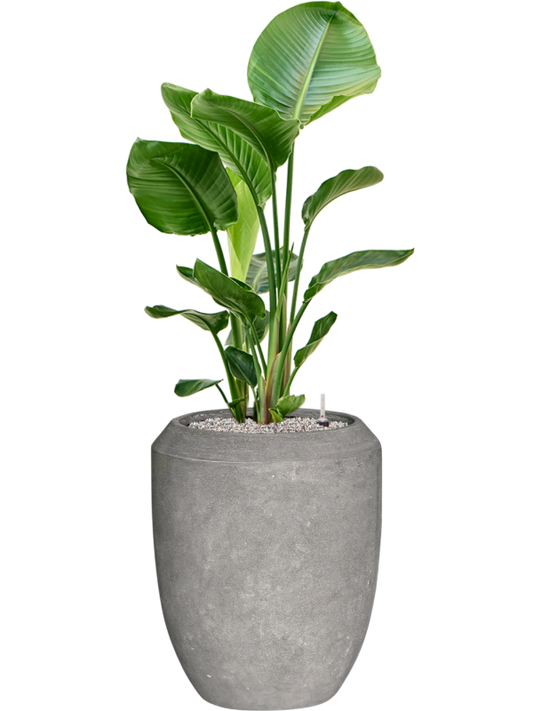 Strelitzia nicolai in Baq Polystone Coated Plain Office Plant With Pot 128cm Height 30cm Dia