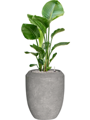 Strelitzia nicolai in Baq Polystone Coated Plain Office Plant With Pot 128cm Height 30cm Dia