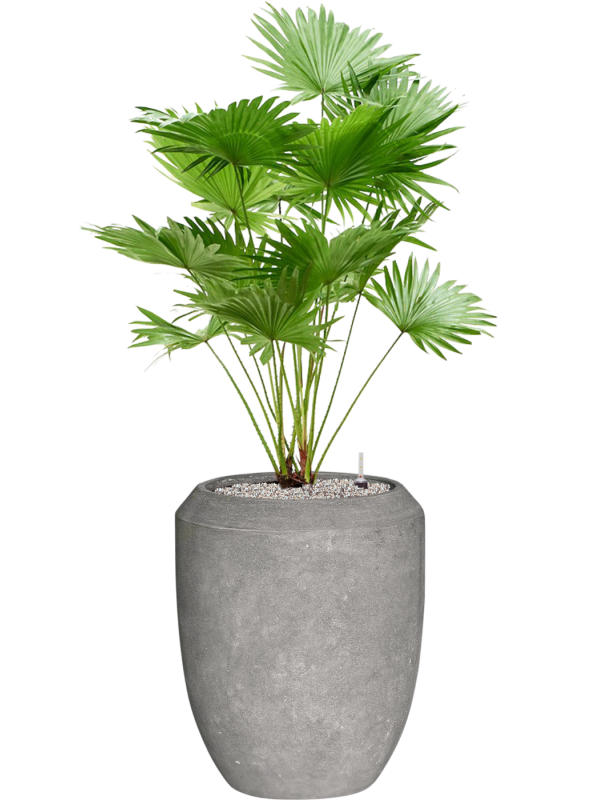 Livistona rotundifolia (2pp) in Baq Polystone Coated Plain Office Plant With Pot 134cm Height 30cm Dia