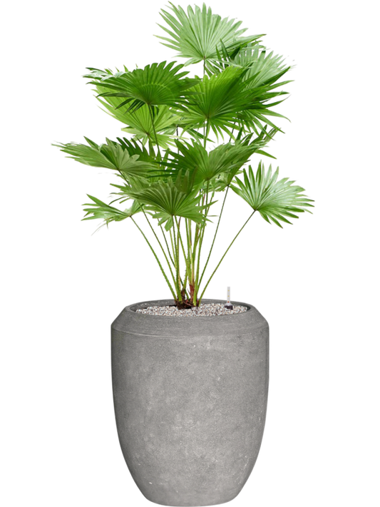 Livistona rotundifolia (2pp) in Baq Polystone Coated Plain Office Plant With Pot 134cm Height 30cm Dia