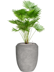 Livistona rotundifolia (2pp) in Baq Polystone Coated Plain Office Plant With Pot 134cm Height 30cm Dia