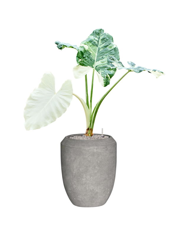 Alocasia macrorrhizos variegata Baq Polystone Coated Plain Office Plant With Pot 133cm Height 30cm Dia