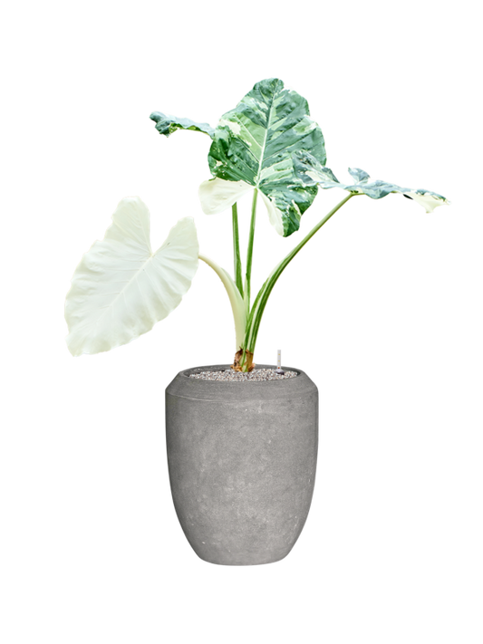 Alocasia macrorrhizos variegata Baq Polystone Coated Plain Office Plant With Pot 133cm Height 30cm Dia