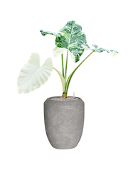 Alocasia macrorrhizos variegata Baq Polystone Coated Plain Office Plant With Pot 133cm Height 30cm Dia