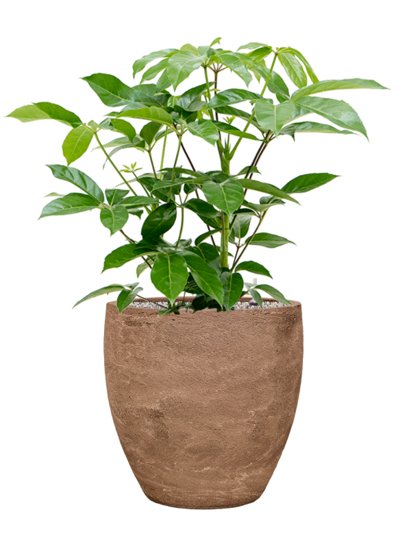 Schefflera actinophylla 'Amate' in Baq Algar Office Plant With Pot 97cm Height 43cm Dia