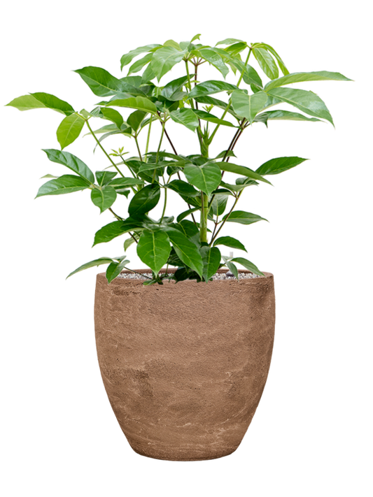 Schefflera actinophylla 'Amate' in Baq Algar Office Plant With Pot 97cm Height 43cm Dia