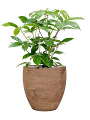 Schefflera actinophylla 'Amate' in Baq Algar Office Plant With Pot 97cm Height 43cm Dia