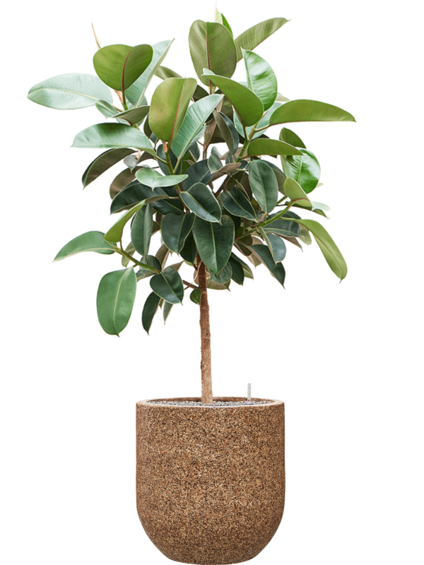 Ficus elastica 'Robusta' in Baq Naturescast Office Plant With Pot 167cm Height 38cm Dia