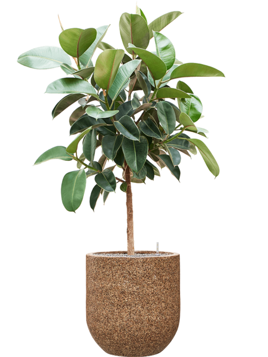 Ficus elastica 'Robusta' in Baq Naturescast Office Plant With Pot 167cm Height 38cm Dia