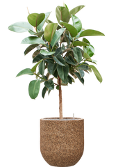 Ficus elastica 'Robusta' in Baq Naturescast Office Plant With Pot 167cm Height 38cm Dia