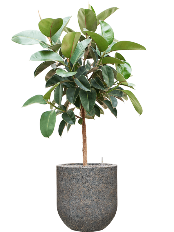 Ficus elastica 'Robusta' in Baq Naturescast Office Plant With Pot 168cm Height 38cm Dia