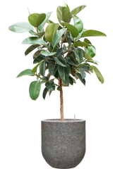 Ficus elastica 'Robusta' in Baq Naturescast Office Plant With Pot 168cm Height 38cm Dia