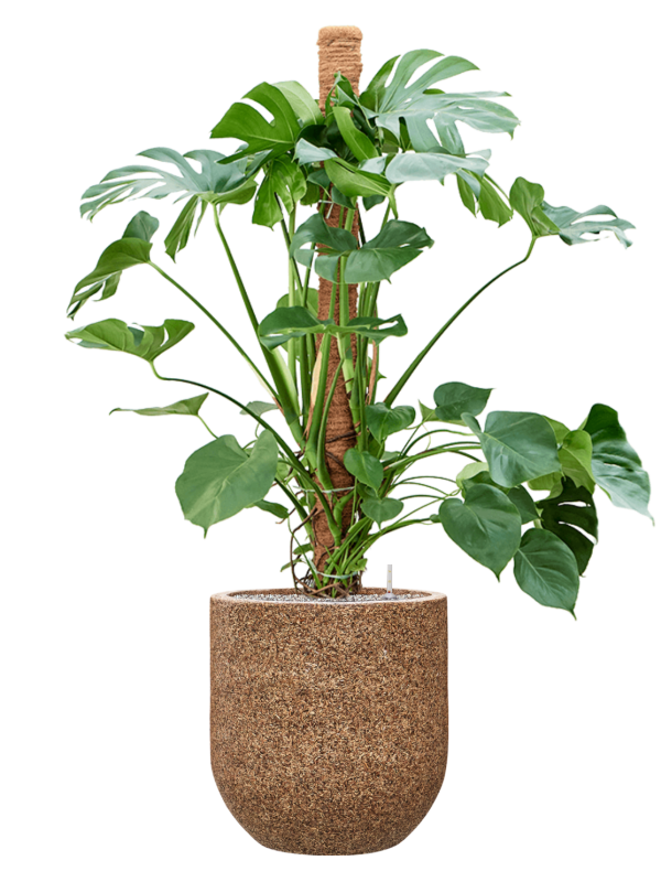 Monstera deliciosa in Baq Naturescast Office Plant With Pot 155cm Height 38cm Dia