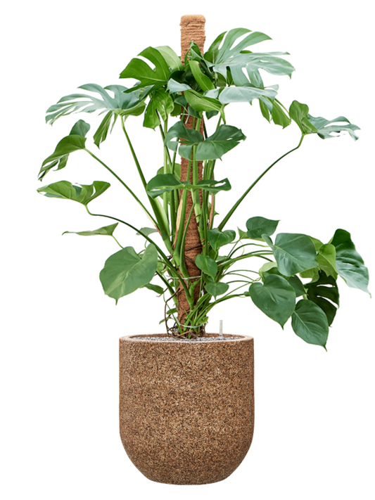 Monstera deliciosa in Baq Naturescast Office Plant With Pot 155cm Height 38cm Dia