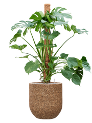 Monstera deliciosa in Baq Naturescast Office Plant With Pot 155cm Height 38cm Dia