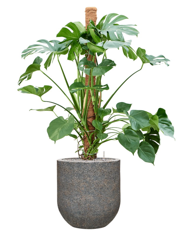 Monstera deliciosa in Baq Naturescast Office Plant With Pot 155cm Height 38cm Dia