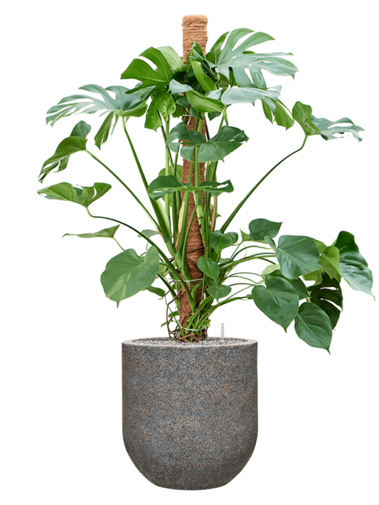 Monstera deliciosa in Baq Naturescast Office Plant With Pot 155cm Height 38cm Dia