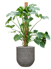 Monstera deliciosa in Baq Naturescast Office Plant With Pot 155cm Height 38cm Dia