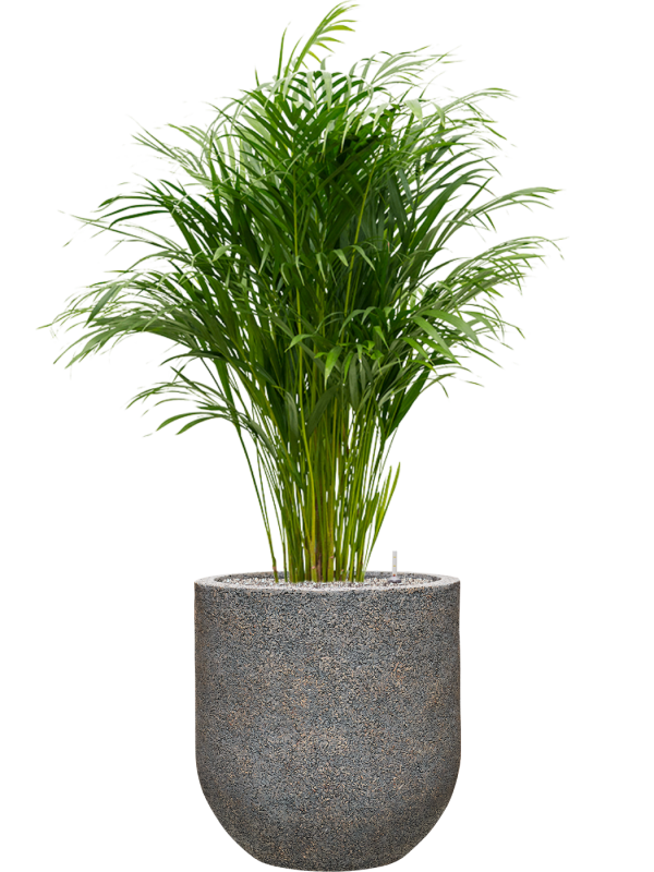 Dypsis (Areca) lutescens in Baq Naturescast Office Plant With Pot 145cm Height 38cm Dia