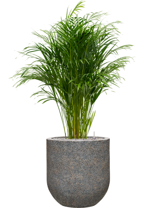 Dypsis (Areca) lutescens in Baq Naturescast Office Plant With Pot 145cm Height 38cm Dia