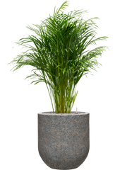 Dypsis (Areca) lutescens in Baq Naturescast Office Plant With Pot 145cm Height 38cm Dia