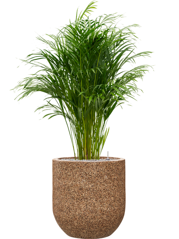 Dypsis (Areca) lutescens in Baq Naturescast Office Plant With Pot 144cm Height 38cm Dia