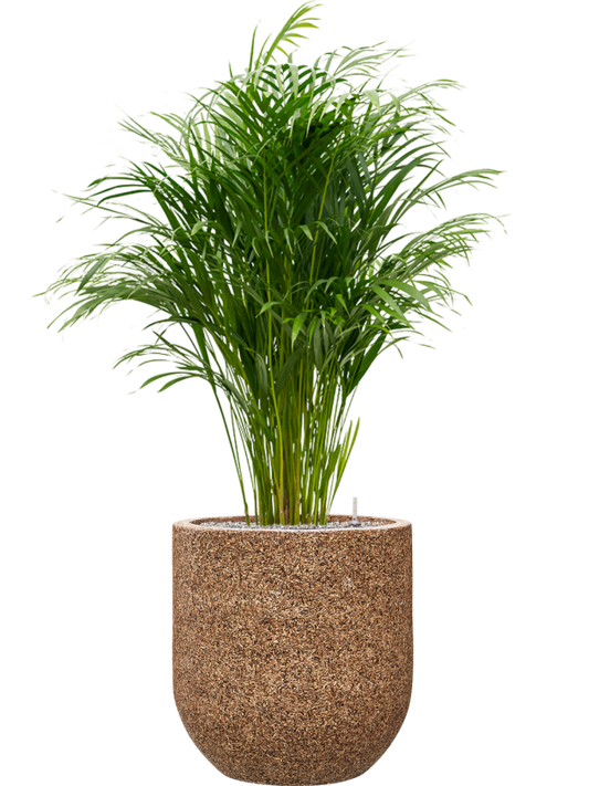 Dypsis (Areca) lutescens in Baq Naturescast Office Plant With Pot 144cm Height 38cm Dia