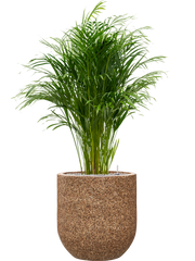 Dypsis (Areca) lutescens in Baq Naturescast Office Plant With Pot 144cm Height 38cm Dia