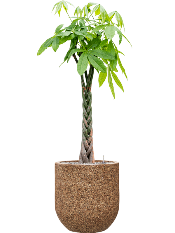 Pachira aquatica in Baq Naturescast Office Plant With Pot 160cm Height 38cm Dia