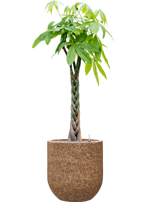 Pachira aquatica in Baq Naturescast Office Plant With Pot 160cm Height 38cm Dia