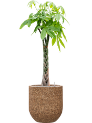 Pachira aquatica in Baq Naturescast Office Plant With Pot 160cm Height 38cm Dia