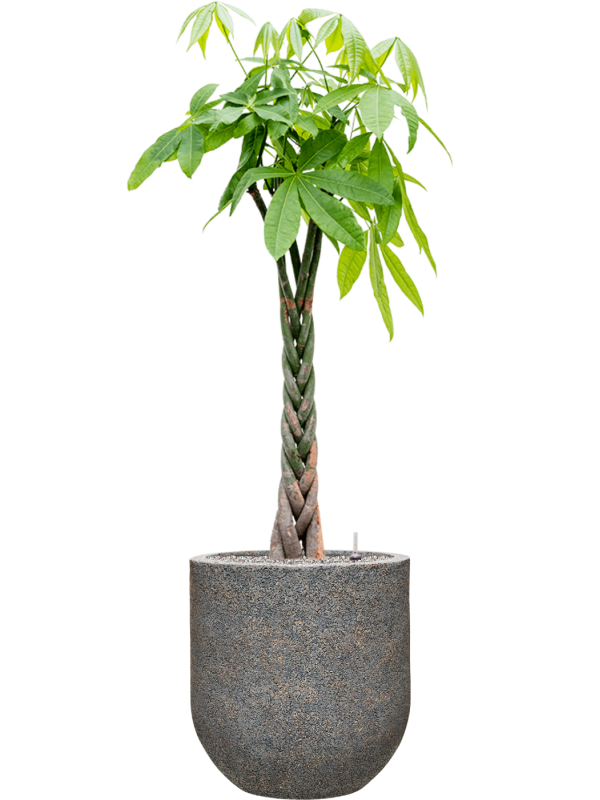 Pachira aquatica in Baq Naturescast Office Plant With Pot 160cm Height 38cm Dia