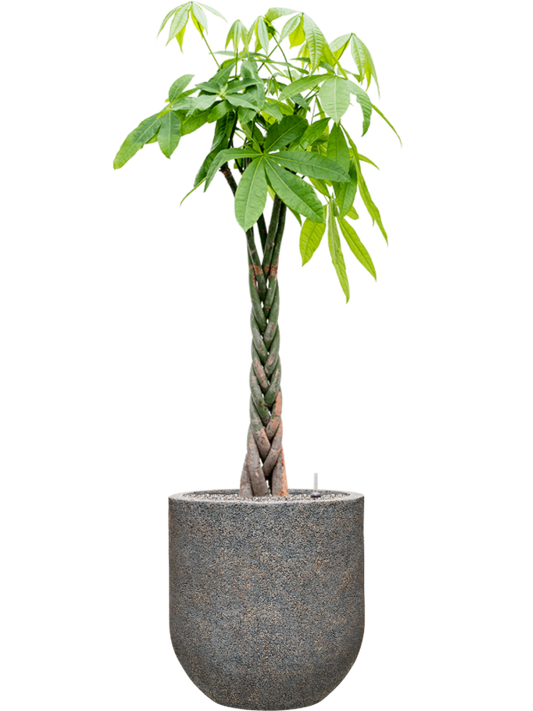 Pachira aquatica in Baq Naturescast Office Plant With Pot 160cm Height 38cm Dia