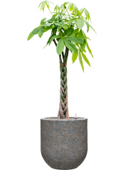 Pachira aquatica in Baq Naturescast Office Plant With Pot 160cm Height 38cm Dia